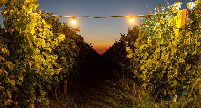 Randi Vini, the taste of tradition and true love! for Wine